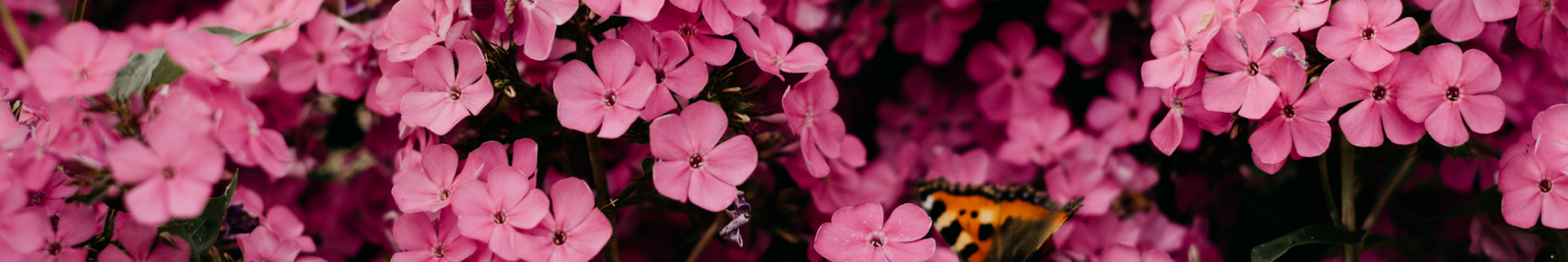 Florist